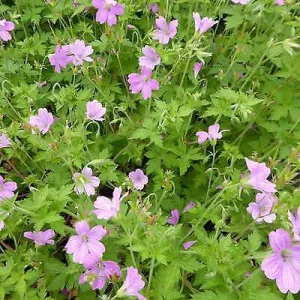 Geranium oxonianum Lady Moore - Gólyaorr