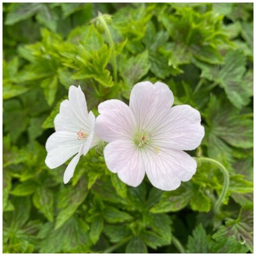 Geranium oxonianum Maurice Moka TM (Madihowi) - Gólyaorr