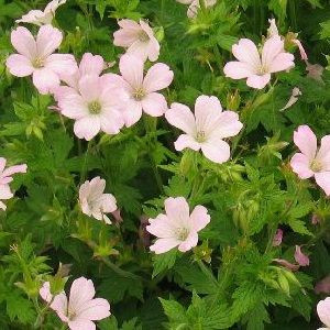 Geranium oxonianum Rebecca Moss - Gólyaorr