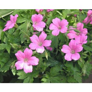 Geranium oxonianum Rosenlicht - Gólyaorr