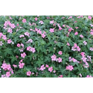 Geranium oxonianum Wageningen - Gólyaorr