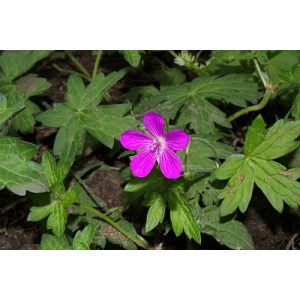 Geranium palustre - Gólyaorr