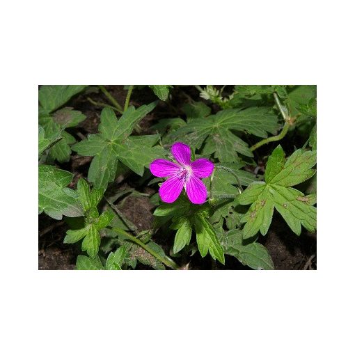 Geranium palustre - Gólyaorr