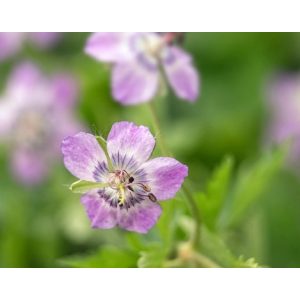 Geranium phaeum lividum Maius - Gólyaorr