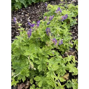 Geranium phaeum Margaret Wilson - Gólyaorr