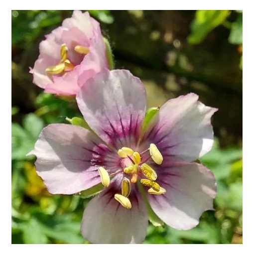 Geranium phaeum Rothburry Cherry - Gólyaorr