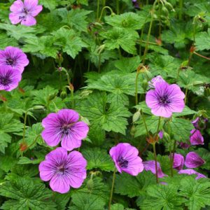 Geranium Pink Penny - Gólyaorr