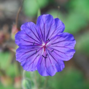 Geranium platypetalum Turco - Gólyaorr