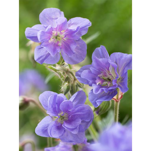 Geranium pratense Azure Skies - Gólyaorr