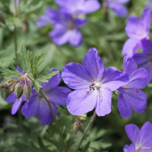 Geranium pratense - Gólyaorr