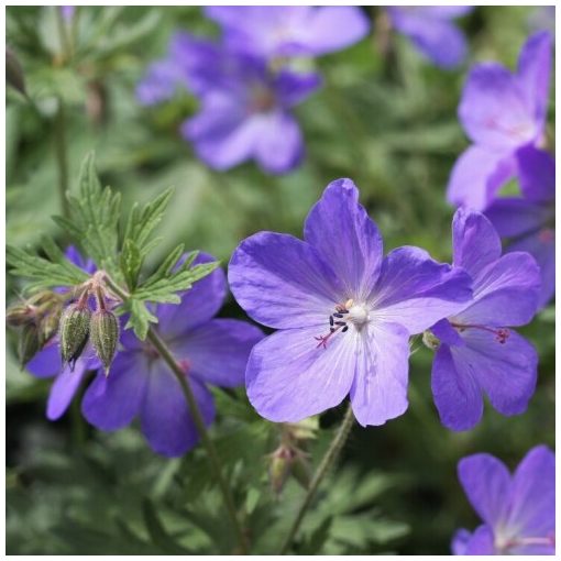 Geranium pratense - Gólyaorr