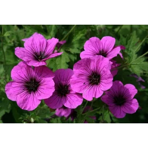Geranium psilostemon - Gólyaorr