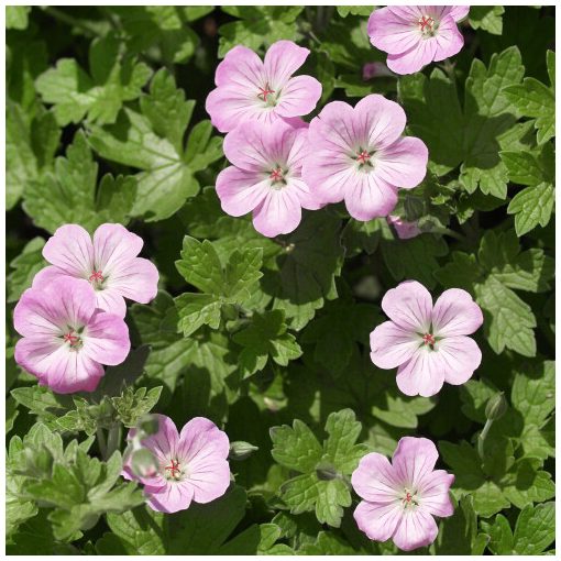 Geranium riversleaianum Mavis Simpson - Gólyaorr