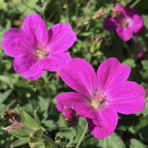 Geranium riversleaianum Russell Prichard - Gólyaorr