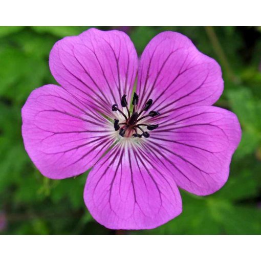 Geranium Rosetta - Gólyaorr