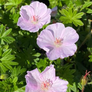 Geranium sanguineum Apfelblüte - Gólyaorr