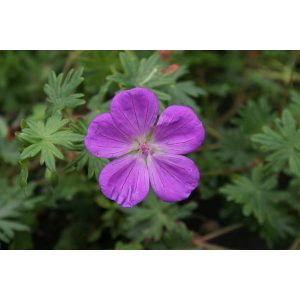 Geranium sanguineum Aviemore - Gólyaorr