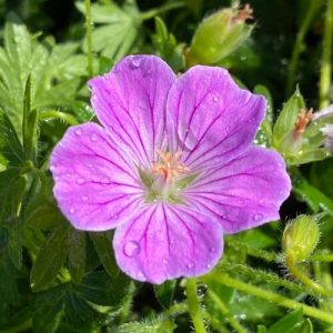 Geranium sanguineum Canon Miles - Gólyaorr