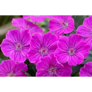 Geranium sanguineum Fruit d Fleur - Gólyaorr