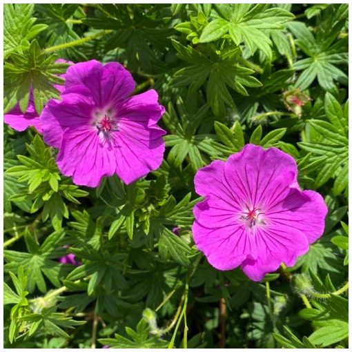 Geranium sanguineum Hannelore - Gólyaorr