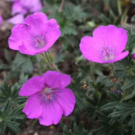 Geranium sanguineum Shooting Star - Gólyaorr - Királykert