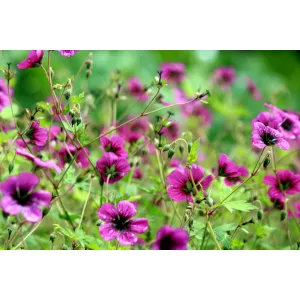 Geranium Sandrine - Gólyaorr