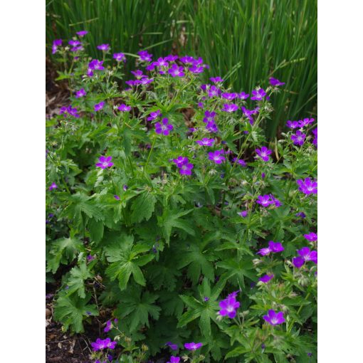 Geranium sylvaticum Mayflower - Gólyaorr