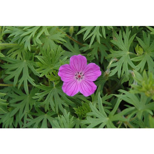 Geranium Tiny Monster - Gólyaorr