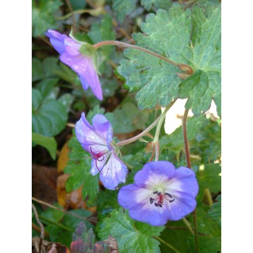 Geranium wallichianum Buxtons Variety (= Buxtons Blue) - Gólyaorr