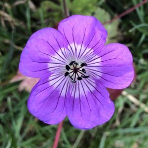 Geranium wallichianum Sylvias Surprise - Gólyaorr