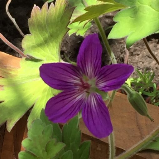 Geranium wlassovianum Zeppelin - Gólyaorr