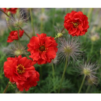 Gyömbérgyökér (Geum)