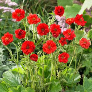 Geum chiloense Mrs Bradshaw - Gyömbérgyökér