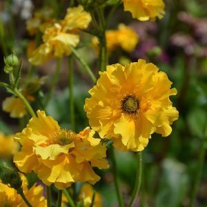 Geum chiloense Sunrise - Gyömbérgyökér