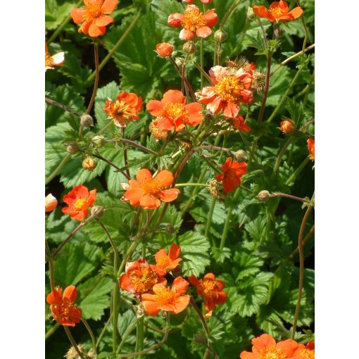 Geum coccineum Borisii - Gyömbérgyökér