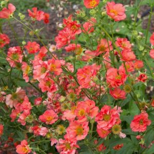 Geum Coral Tempest - Gyömbérgyökér