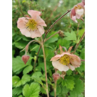 Gyömbérgyökér (Geum)