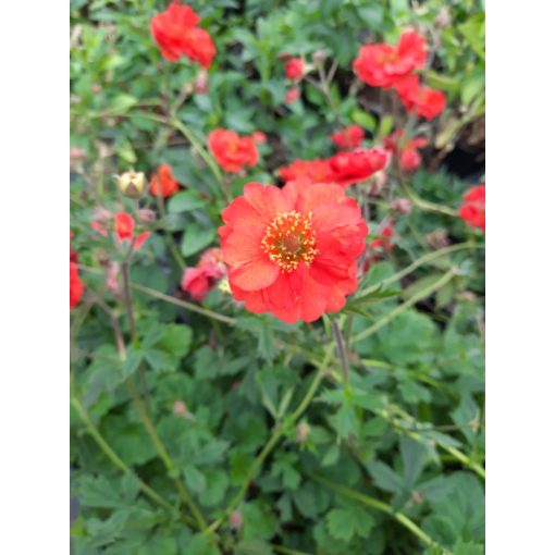 Geum Fiery Tempest - Gyömbérgyökér