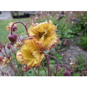 Geum Fluffy Yellow - Gyömbérgyökér