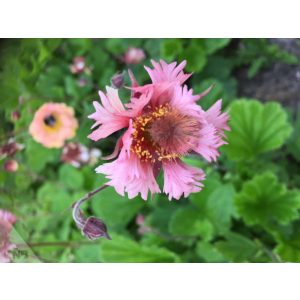 Geum Pink Fluffy - Gyömbérgyökér