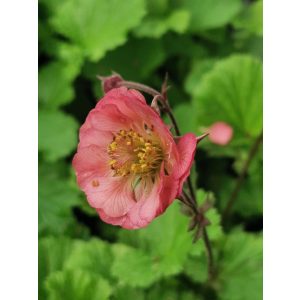 Geum Pink Petticoats - Gyömbérgyökér