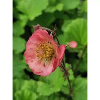 Gyömbérgyökér (Geum)