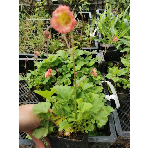 Geum Pink Petticoats - Gyömbérgyökér