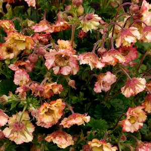 Geum Pretticoats™ Peach - Gyömbérgyökér