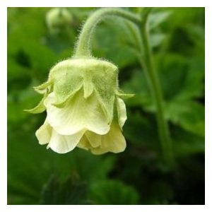 Geum rivale Album - Gyömbérgyökér