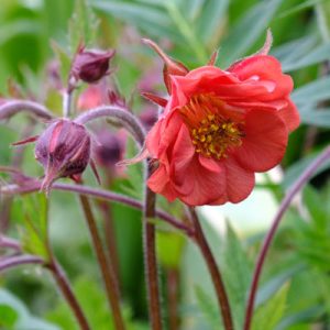 Geum rivale Flames of Passion - Gyömbérgyökér