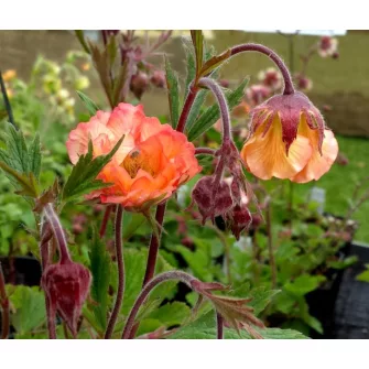 Gyömbérgyökér (Geum)