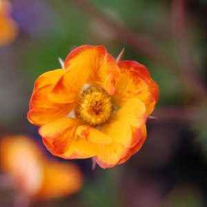 Geum Spanish Fly - Gyömbérgyökér