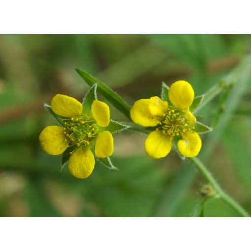 Geum urbanum - Gyömbérgyökér