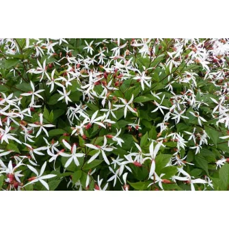 Indiánrózsa (Gillenia)